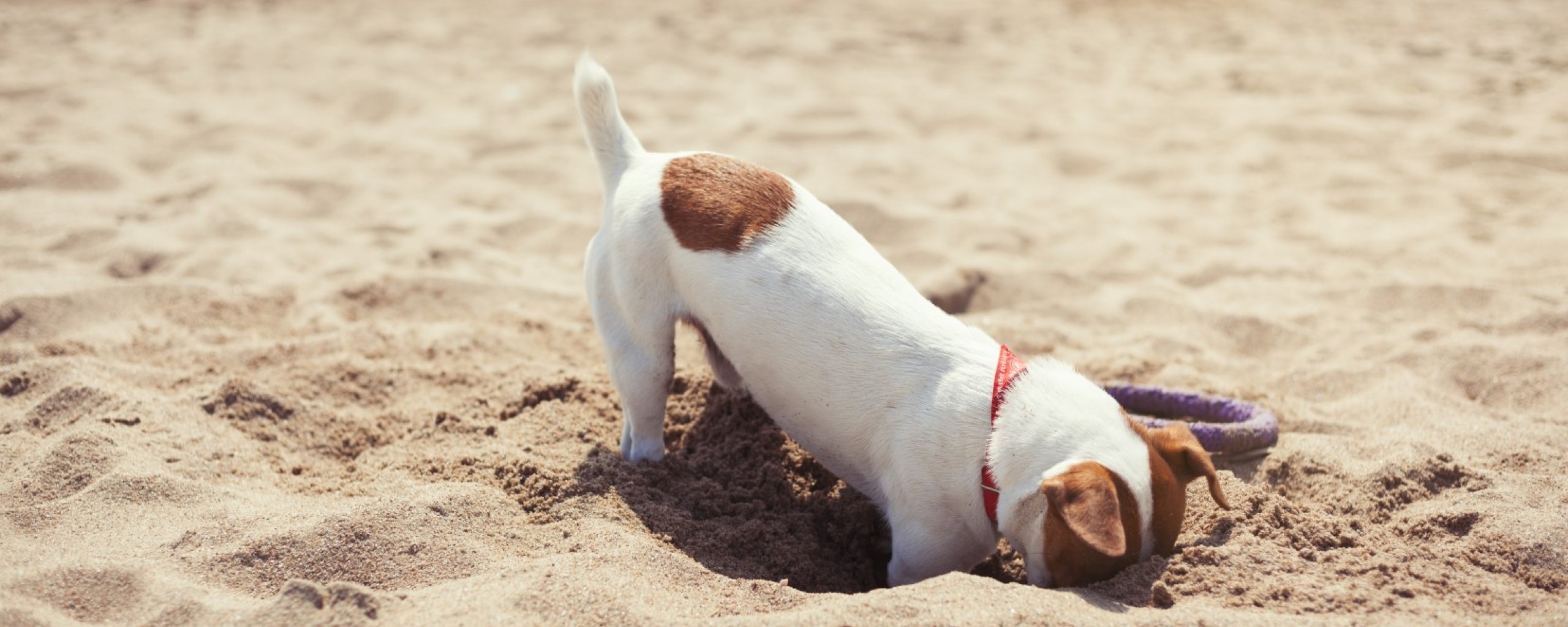 Hond op het strand